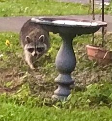 Advice from a raccoon… – Ponderings from the Porch Swing